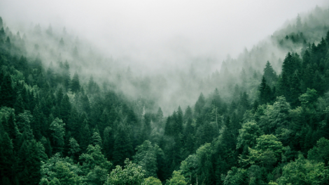 Intergraf has called for a pause on EUDR proposals