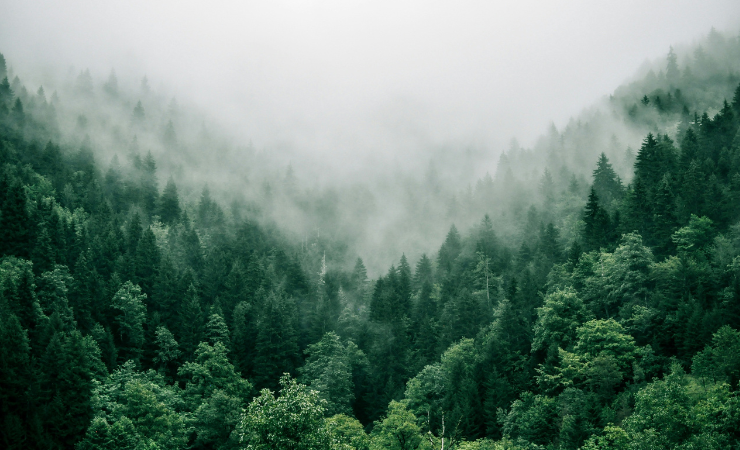 Intergraf has called for a pause on EUDR proposals