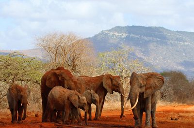 Elephant saves elephants